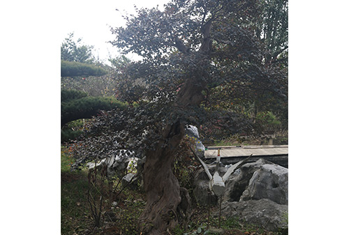 園林一角